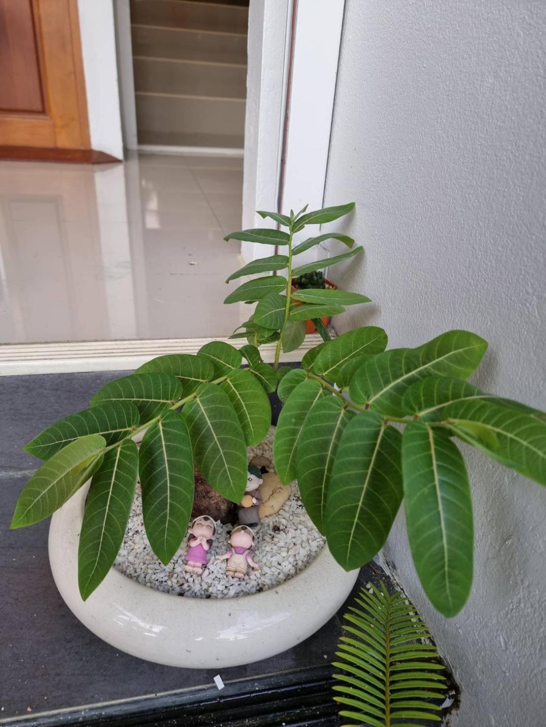 פטצ'אבורי Sida Hostel מראה חיצוני תמונה